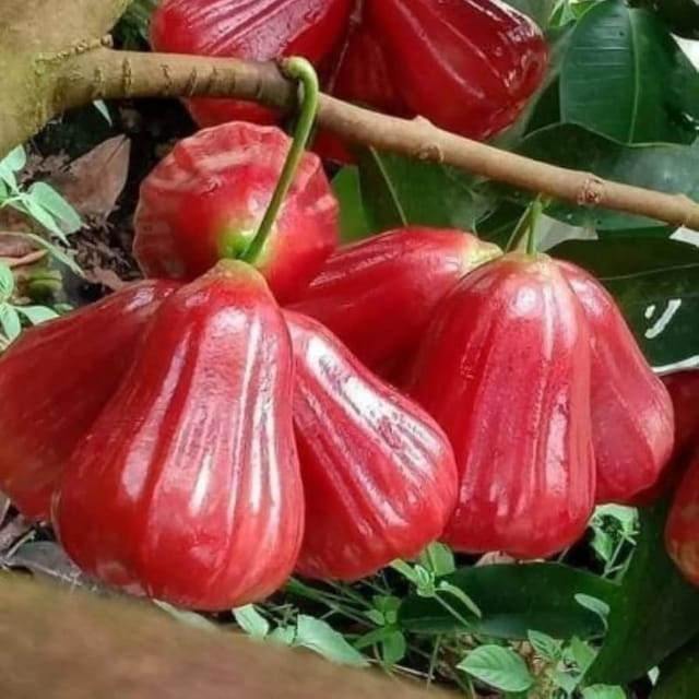 Red Malay Wax Apple Water Apple Java Apple Variety Fruit (Air Layering/Grafted) Plants & Tree(1.5-3 Feet Size)