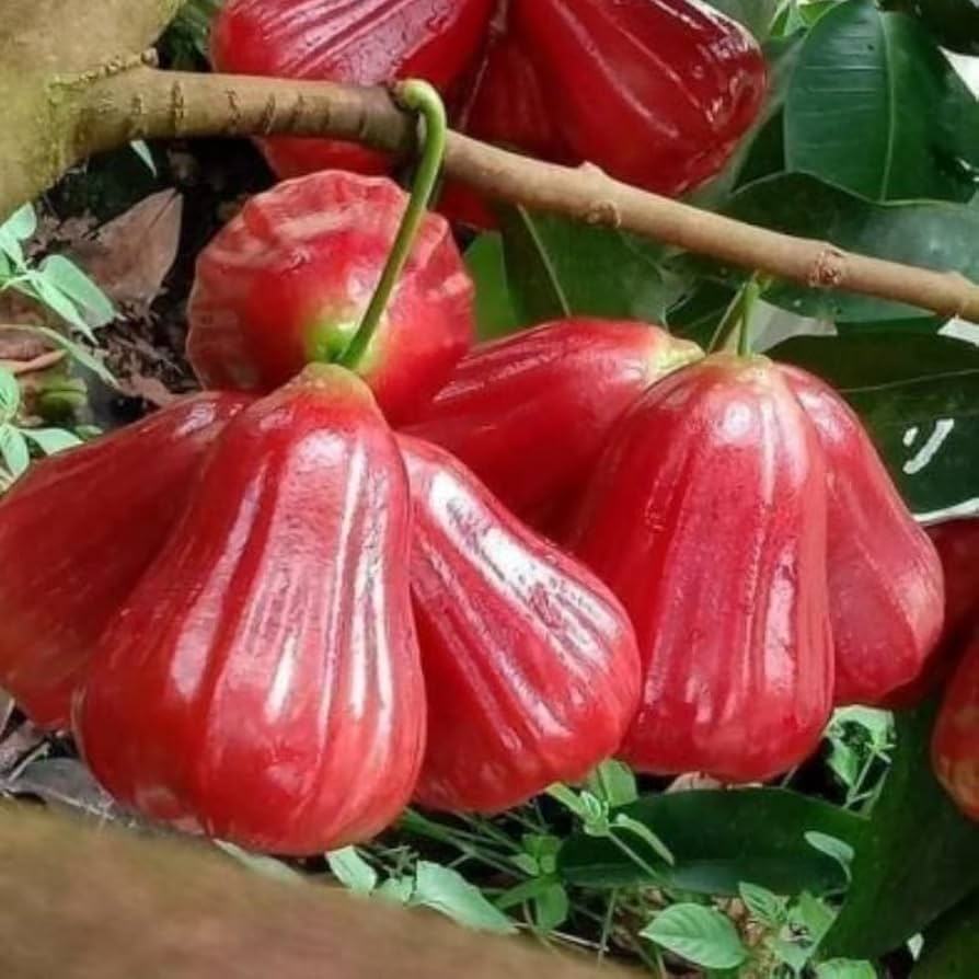 Red Malay Wax Apple Water Apple Java Apple Variety Fruit (Air Layering/Grafted) Plants & Tree(1.5-3 Feet Size)