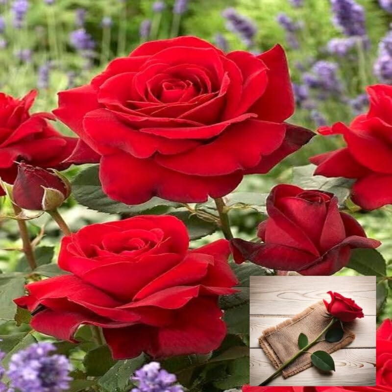 Red King Of Rose Fragrant Flower Plants & Tree(1-2 Feet Size)