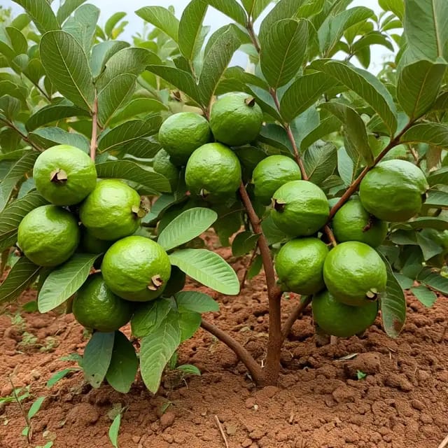 Braipuri Guava Amrood Variety Fruit (Air Layering/Grafted) Plants & Tree(1.5-3 Feet Size)