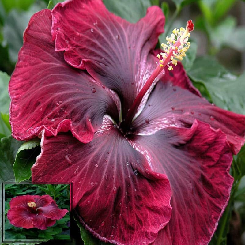 Red Colour Hybrid Hibiscus Joba Gudhal Flower Plant