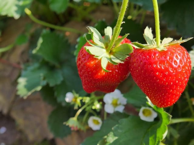 Red Strawberry Fruit Plant – Healthy Hybrid Strawberry Plants for Home Garden Red Strawberry Fruit Plant – Healthy Hybrid Strawberry Plants for Home Garden