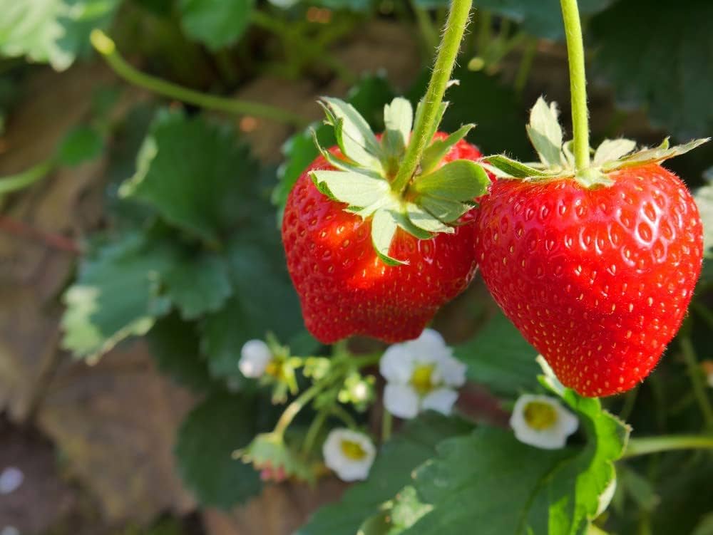 Red Strawberry Fruit Plant – Healthy Hybrid Strawberry Plants for Home Garden