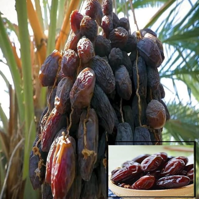 Dates Palm Ajwa Khurma Khajoor Arabian Variety Dwarf Fruit Plants & Tree(1.5-3 Feet Size) Dates Palm Ajwa Khurma Khajoor Arabian Variety Dwarf Fruit Plants & Tree(1.5-3 Feet Size)