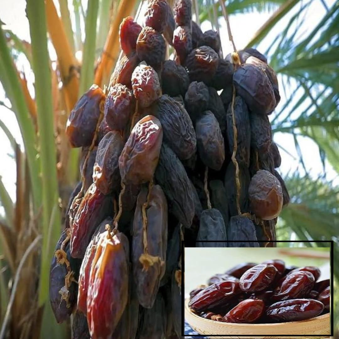 Dates Palm Ajwa Khurma Khajoor Arabian Variety Dwarf Fruit Plants & Tree(1.5-3 Feet Size)