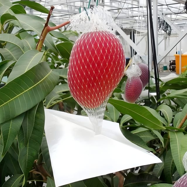King Mango Miyazaki Egg of Sun Taiyo No Tamago Variety Grafted Aam Fruit Plants & Tree(1.5-3 Feet Size)