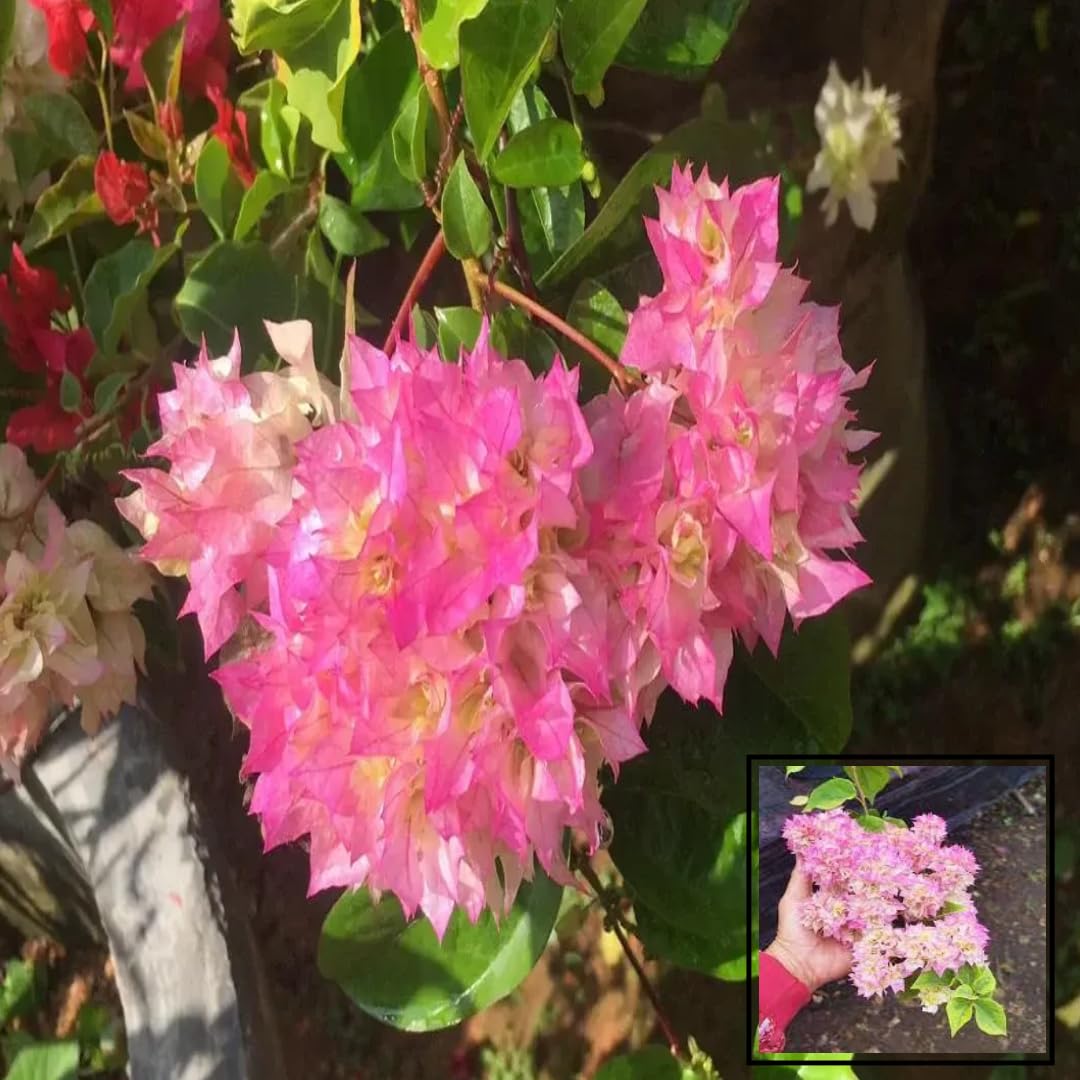 Cherry Blossom Bougainvillea Kagoj Ful Shrubs Grafted Flower Plants & Tree(1-2 Feet Size)