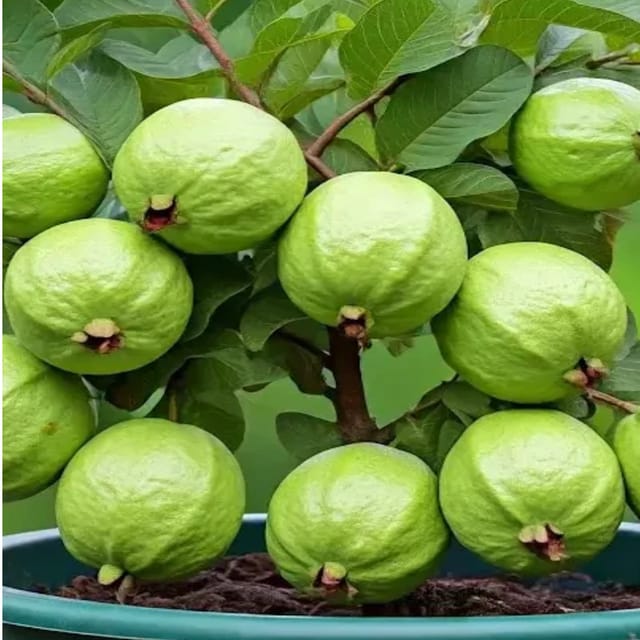 Guava Allahabad Safeda Amrood Variety Fruit (Air Layering/Grafted) Plants & Tree(1.5-3 Feet Size)