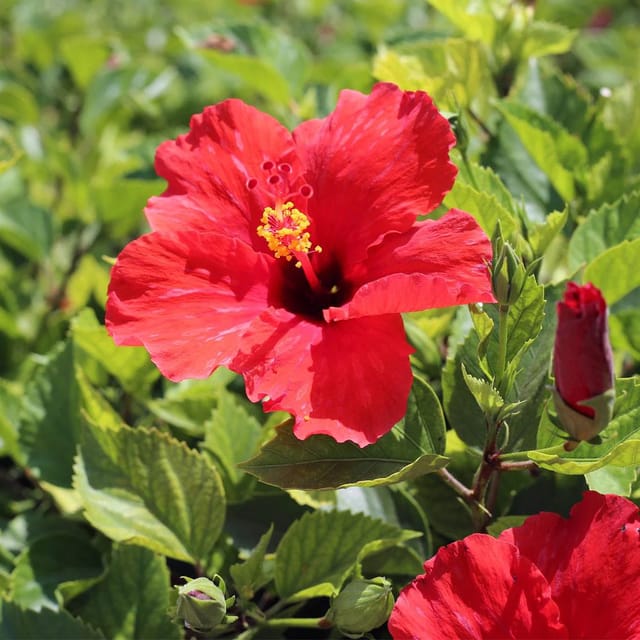 Red Colour Hibiscus Joba Gudhal Flower Plant