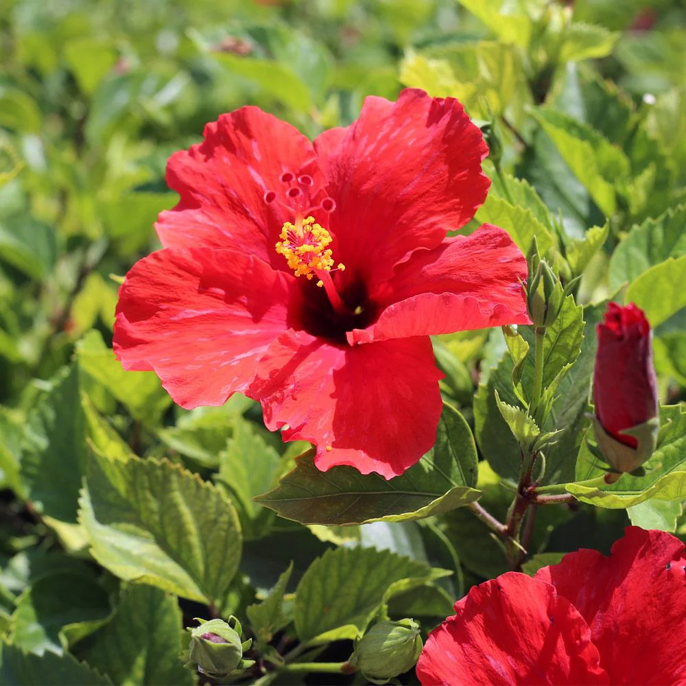Red Colour Hibiscus Joba Gudhal Flower Plant