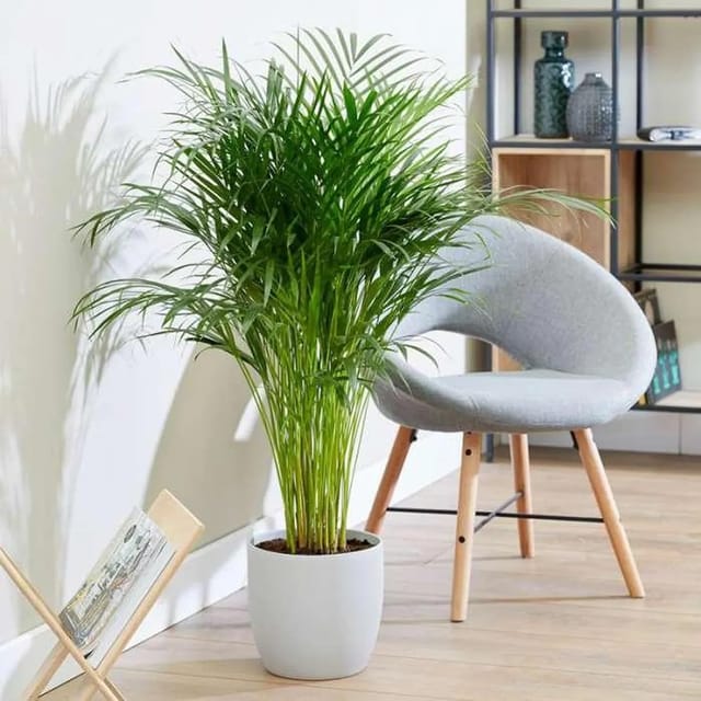 Areca Palm Air Purifier Plant (1.5-3 Feet Height)