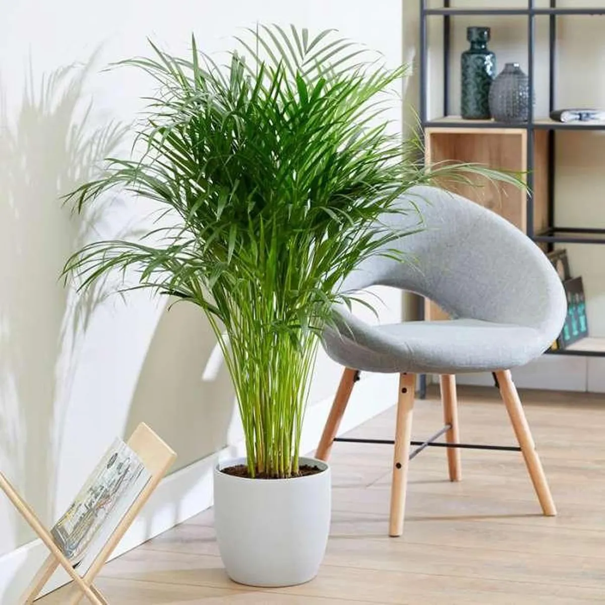 Areca Palm Air Purifier Plant (1.5-3 Feet Height)