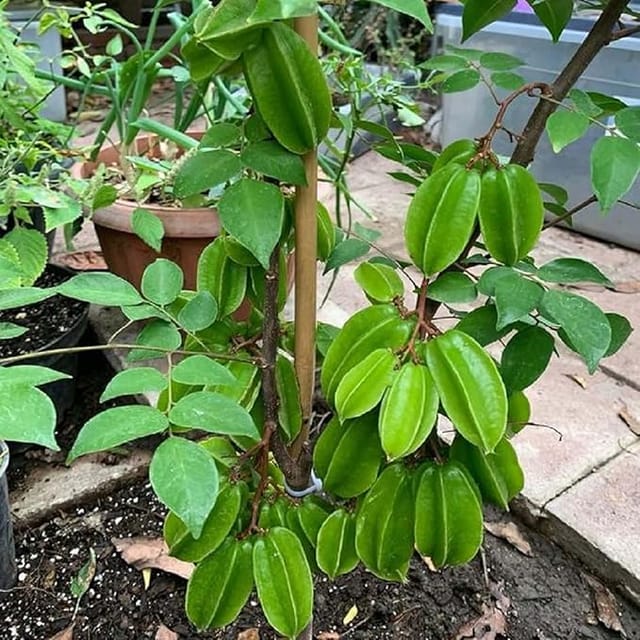 Star Fruit Sour Carambola Kamranga Amrak variety Grafted Fruit Plants & Tree(1.5-3 Feet Size)