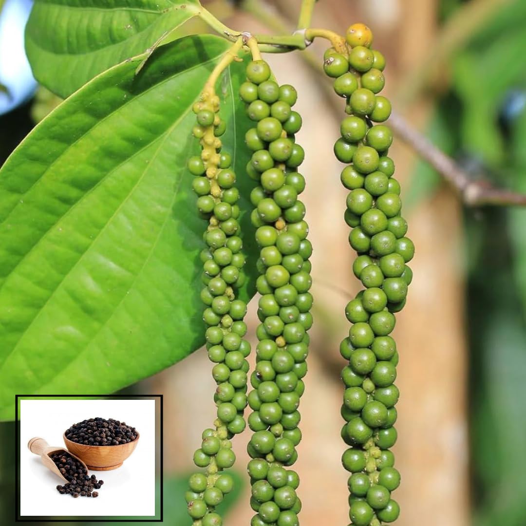 Gol Mirch Cayenne Pepper Plant Kali Mirch Black Pepper Spice (1-2 Feet Height)