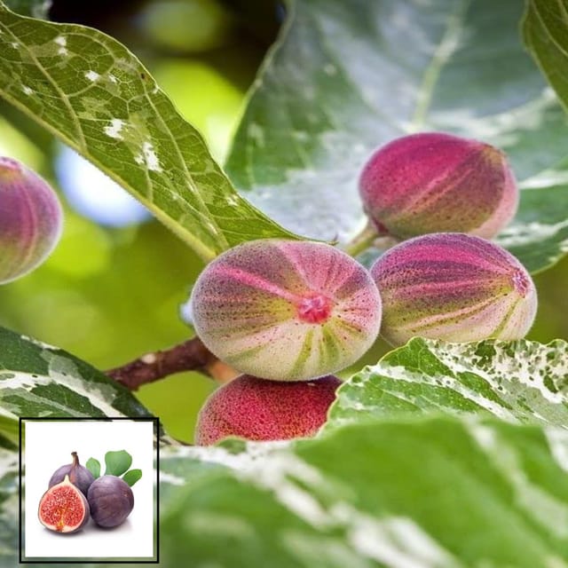 Anjeer Poona Variety Fig Fruit (Air Layering/Grafted) Plants & Tree(1-2 Feet Size)
