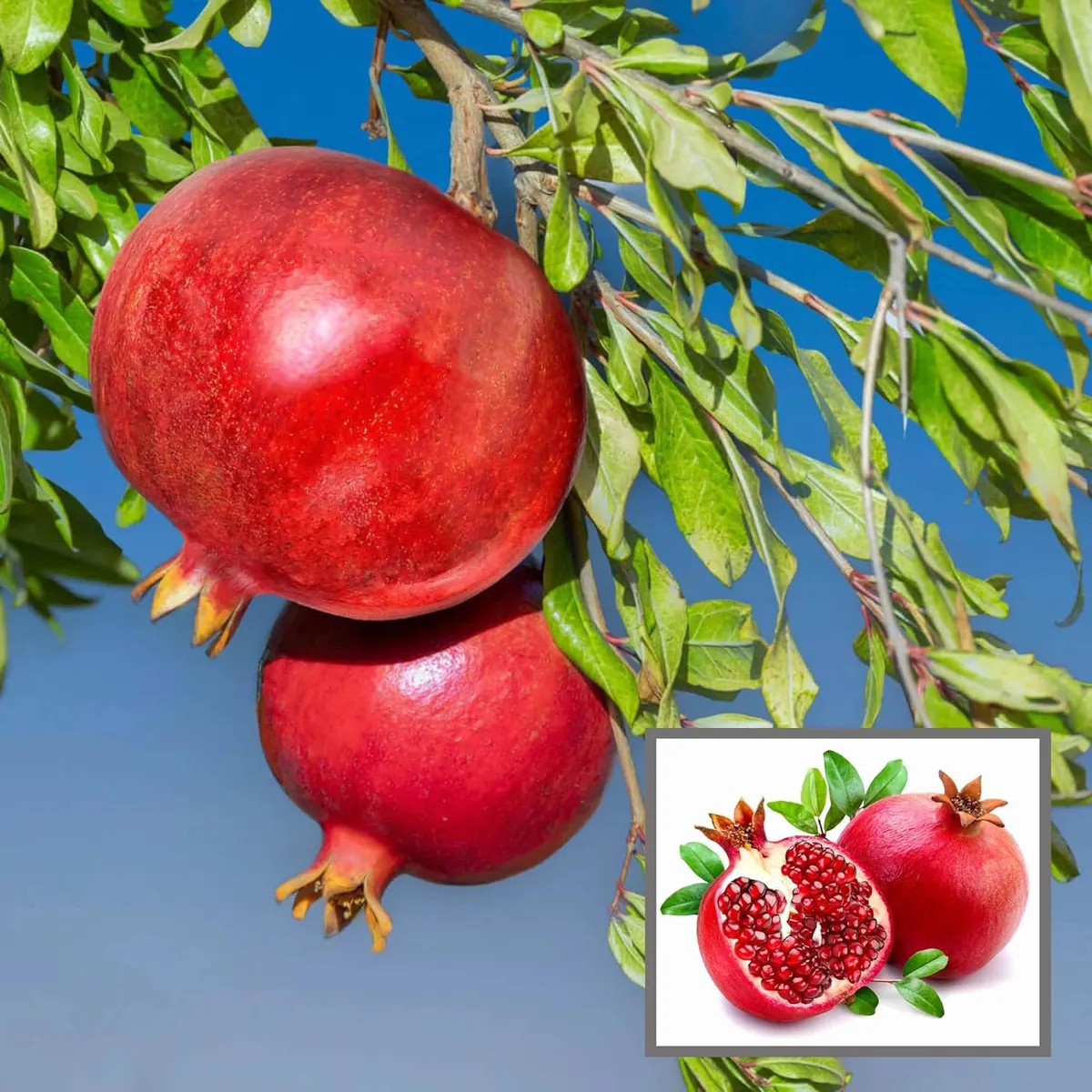 Israeli Rimon Pomegranate Anar Fruit (Air Layering/Grafted) Plants & Tree (1.5-3 Feet Size)