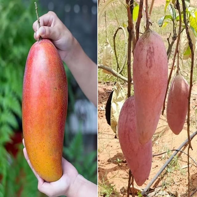 Mango Red Ivory Variety Grafted Aam Fruit Plants & Tree(1.5-3 Feet Size)