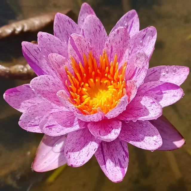Nymphaea Amethyst Crystal - ISG Waterlily