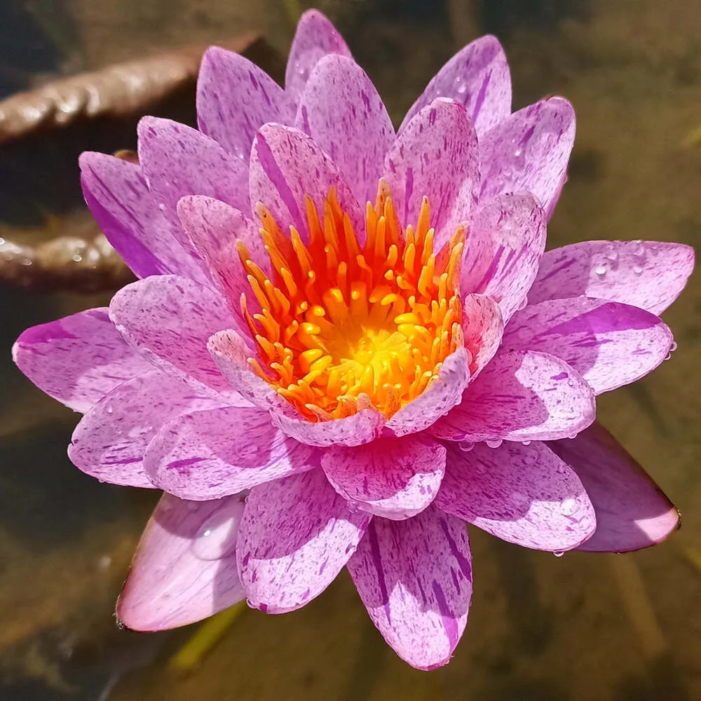 Nymphaea Amethyst Crystal - ISG Waterlily