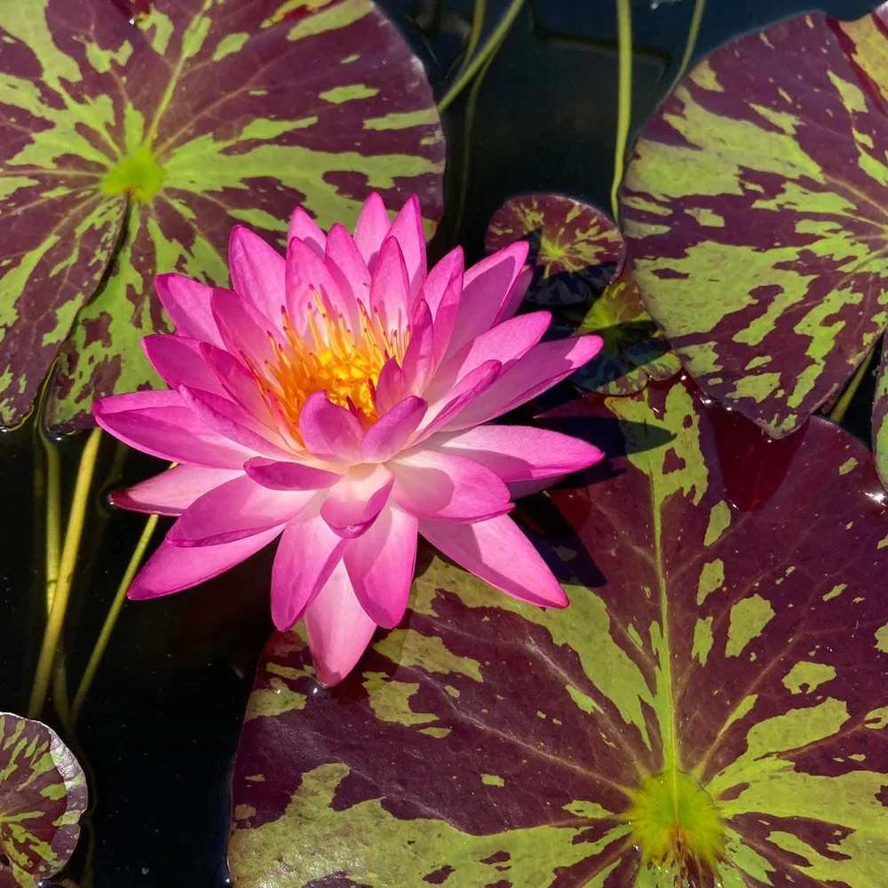 Nymphaea Sumanee Pink - ISG Waterlily