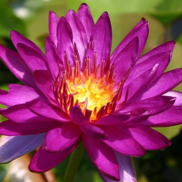 Nymphaea Purple Fantasy - ISG Waterlily