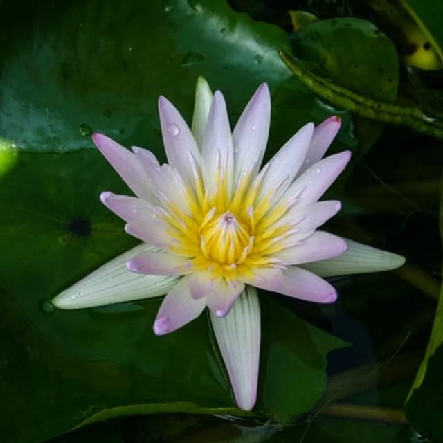 Nymphaea Hillary - Tropical Waterlily Nymphaea Hillary - Tropical Waterlily