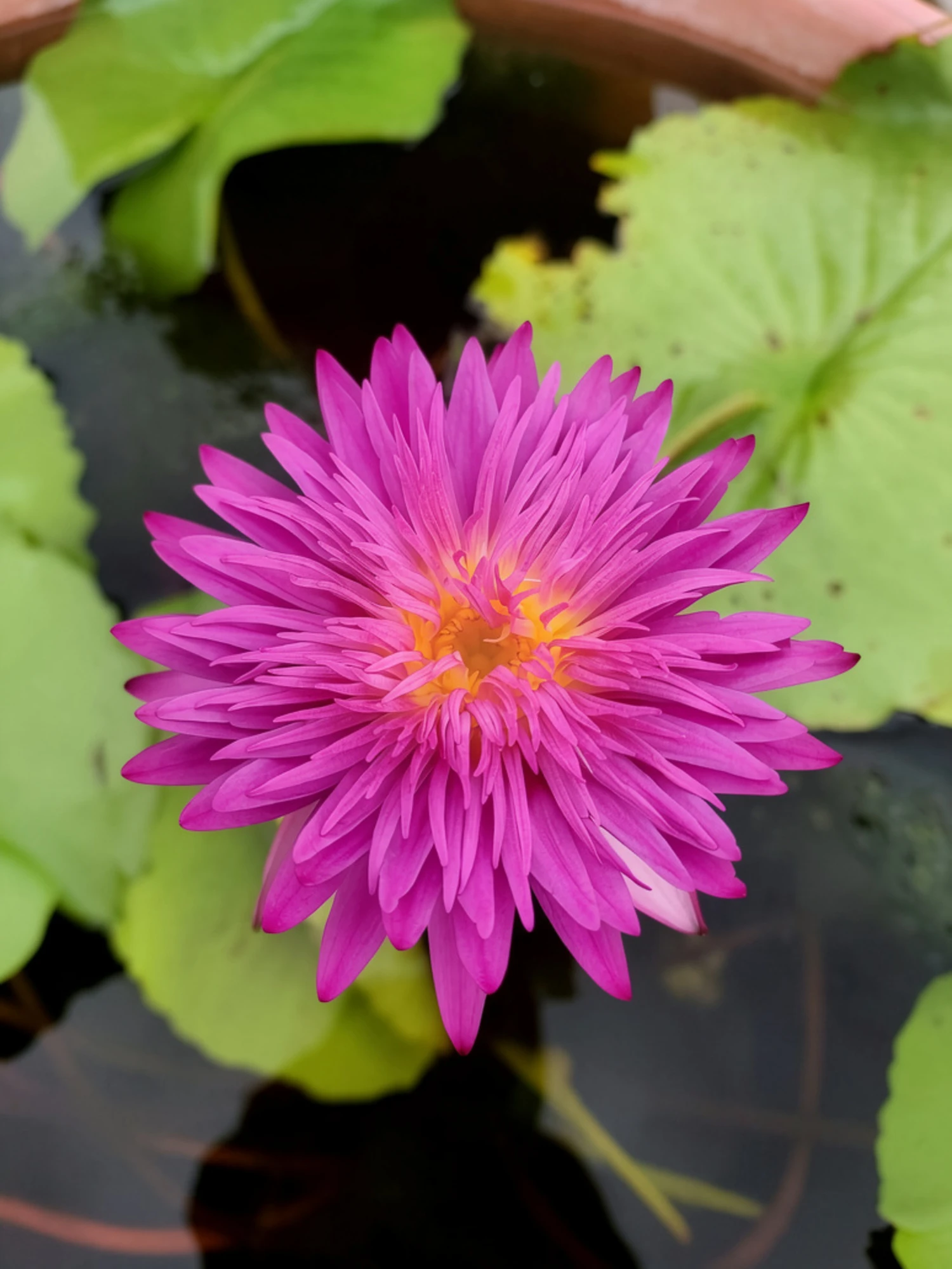 Nymphaea khaohinsorn - Tropical Waterlily