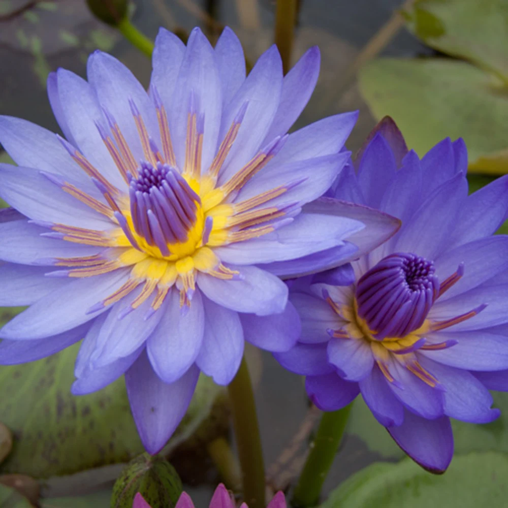 Nymphaea Laura Frase - Tropical Waterlily