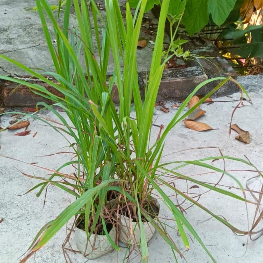 Refreshing Lemon Grass Plant |Fresh Aromatic Herb for Wellness & Home Garden | Natural Purifier & Culinary Herb Plant for Home Garden