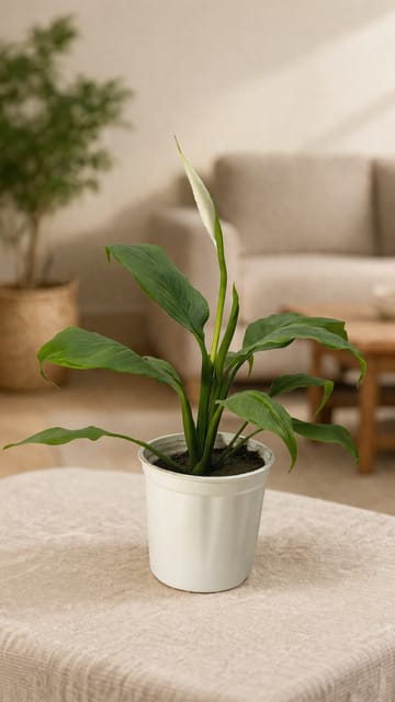 Peace Lilly (Spathiphyllum) | White Flowering Plant