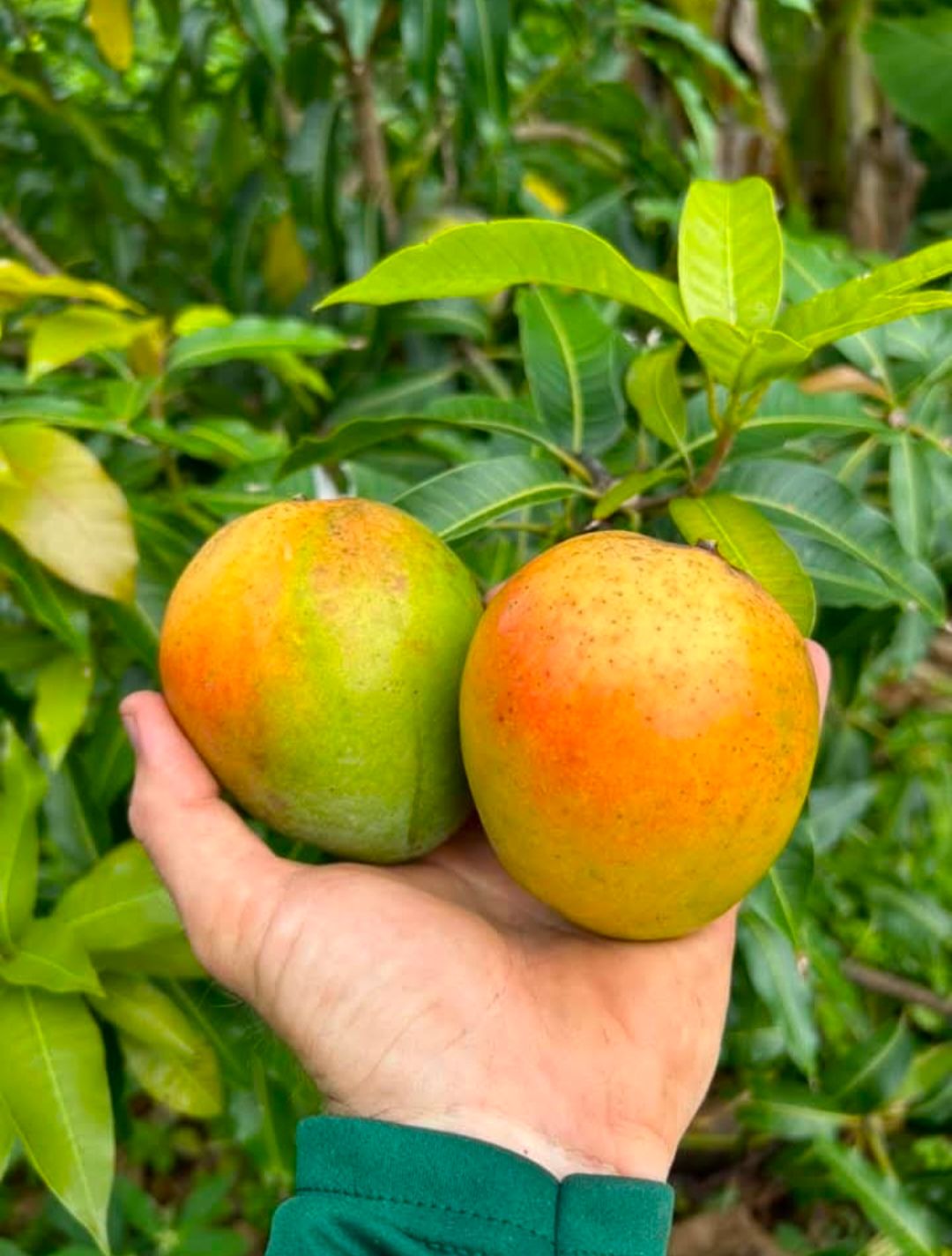 Honey Kiss Mango Plant