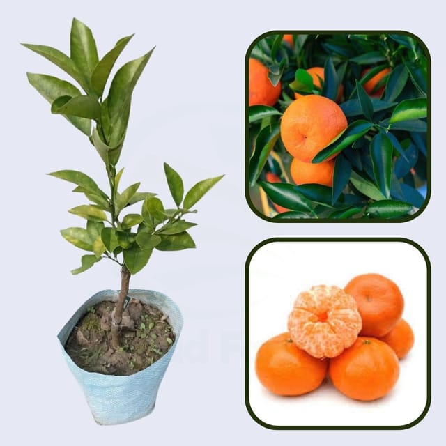 Algerian Clementine Orange Grafted Healthy Fruit Plant