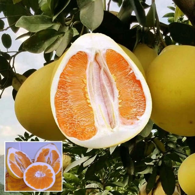 Golden Honey Pomelo Grapefruit Jambura Gaint Chakotra Batabi Lebu kambili Naranga Grafted Fruit Plant (1.5-3 Feet Height) - The Nursery Live