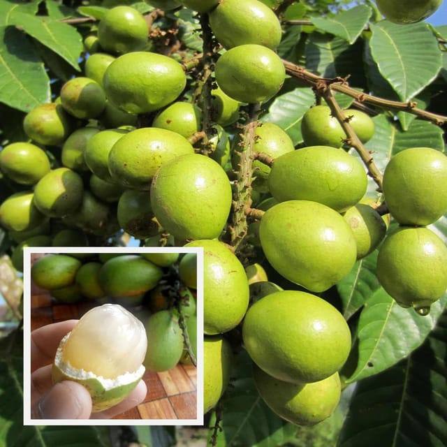 Green Matoa Fruit Plant (1.5-3 Feet Height) - The Nursery Live