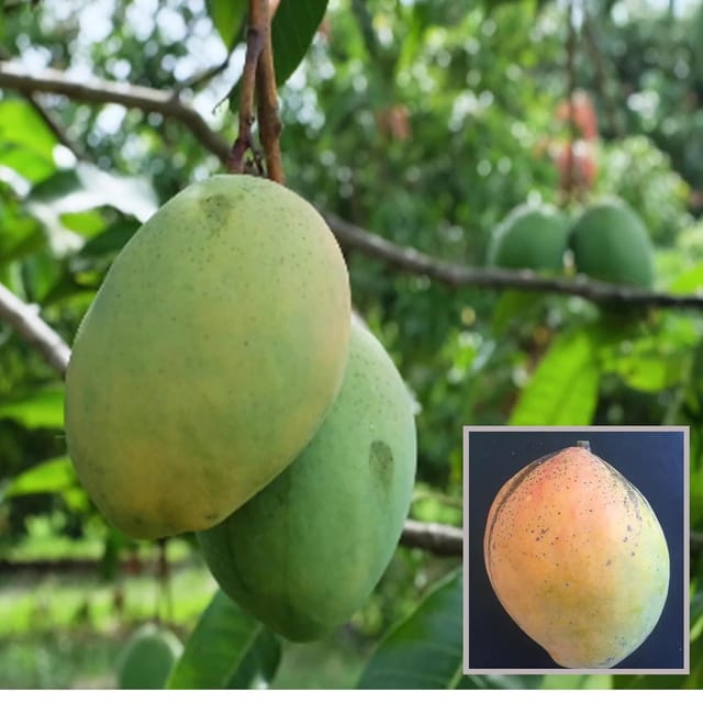Coconut Cream Mango Aam Grafted Fruit Plant (1.5-3 Feet Height) - The Nursery Live