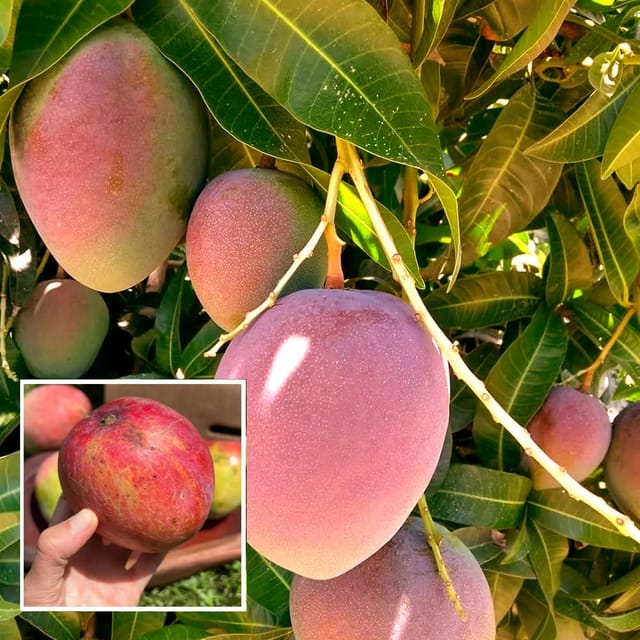 American Kent Mango Aam Grafted Fruit Plant (1.5-3 Feet Height) - The Nursery Live