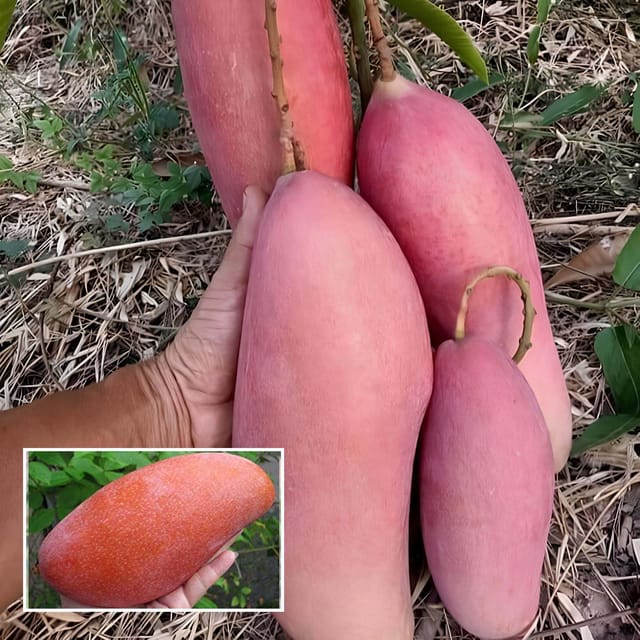 Thai King of Chakapat Mango Aam Grafted Fruit Plant (1.5-3 Feet Height) - The Nursery Live Thai King of Chakapat Mango Aam Grafted Fruit Plant (1.5-3 Feet Height) - The Nursery Live