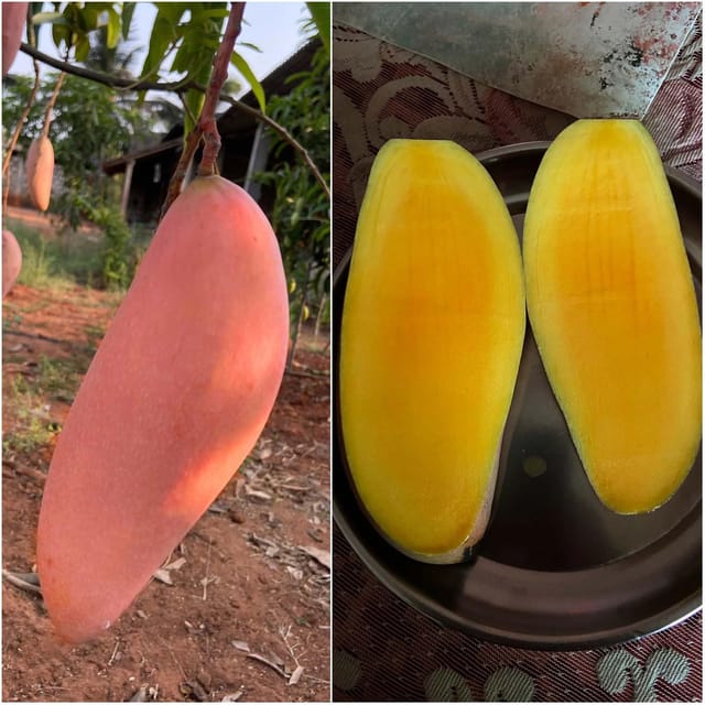 Red Ivory Mango Aam Grafted Fruit Plant (1.5-3 Feet Height) - The Nursery Live Red Ivory Mango Aam Grafted Fruit Plant (1.5-3 Feet Height) - The Nursery Live