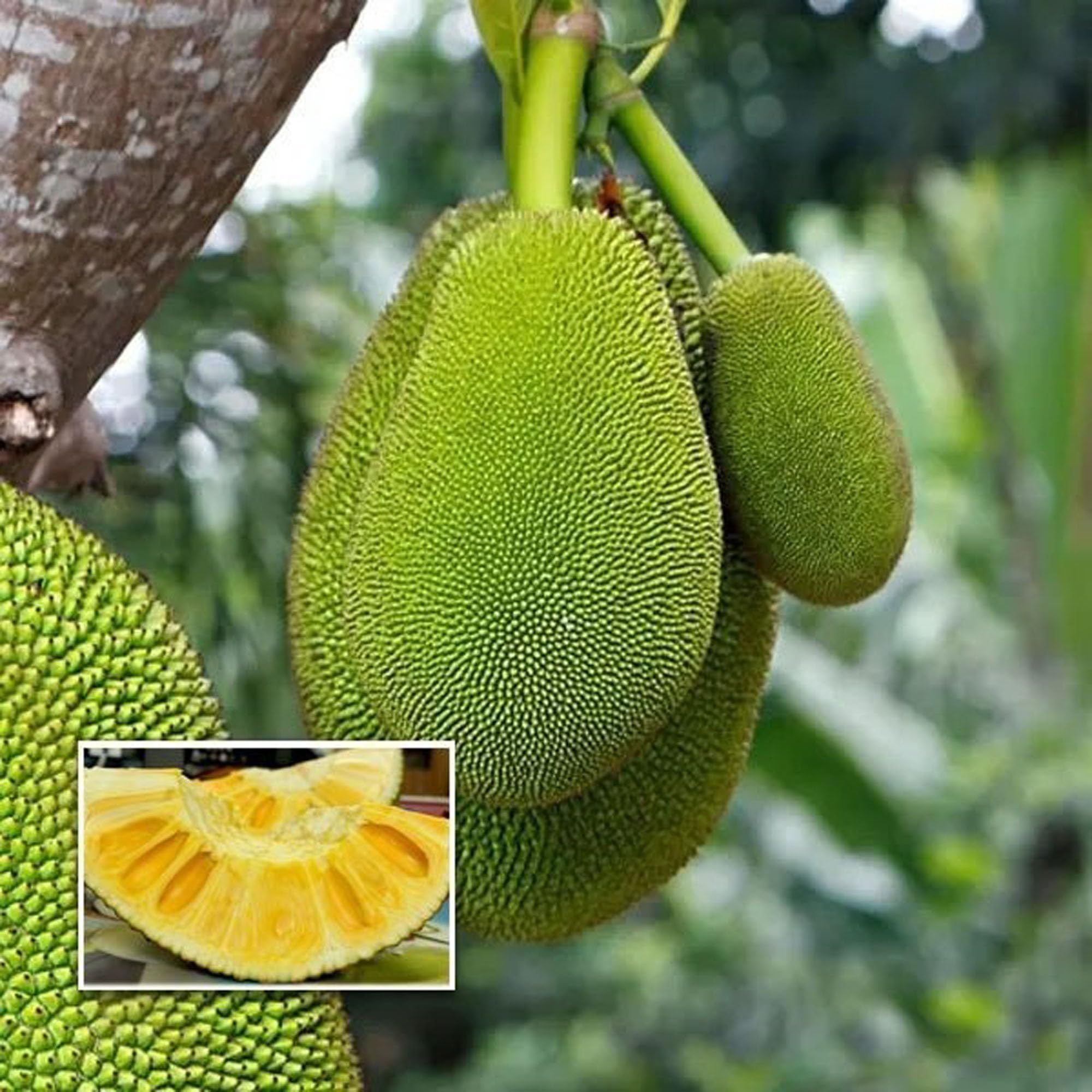 Seedless Gumless Jackfruit Panasa Varikka Katahal Chakka Grafted Fruit Plant (1.5-3 Feet Height) - The Nursery Live