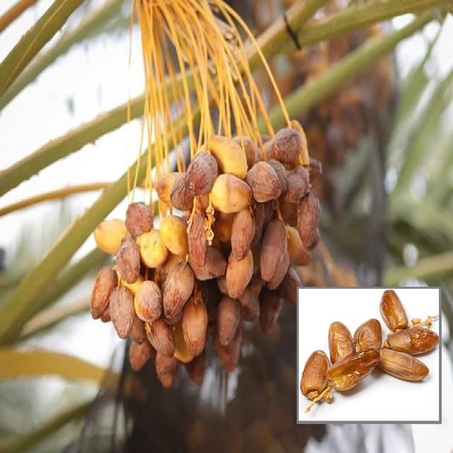 Amber Dates Palm Arabian Khurma Khajoor Dwarf Fruit Plant (1.5-3 Feet Height) - The Nursery Live