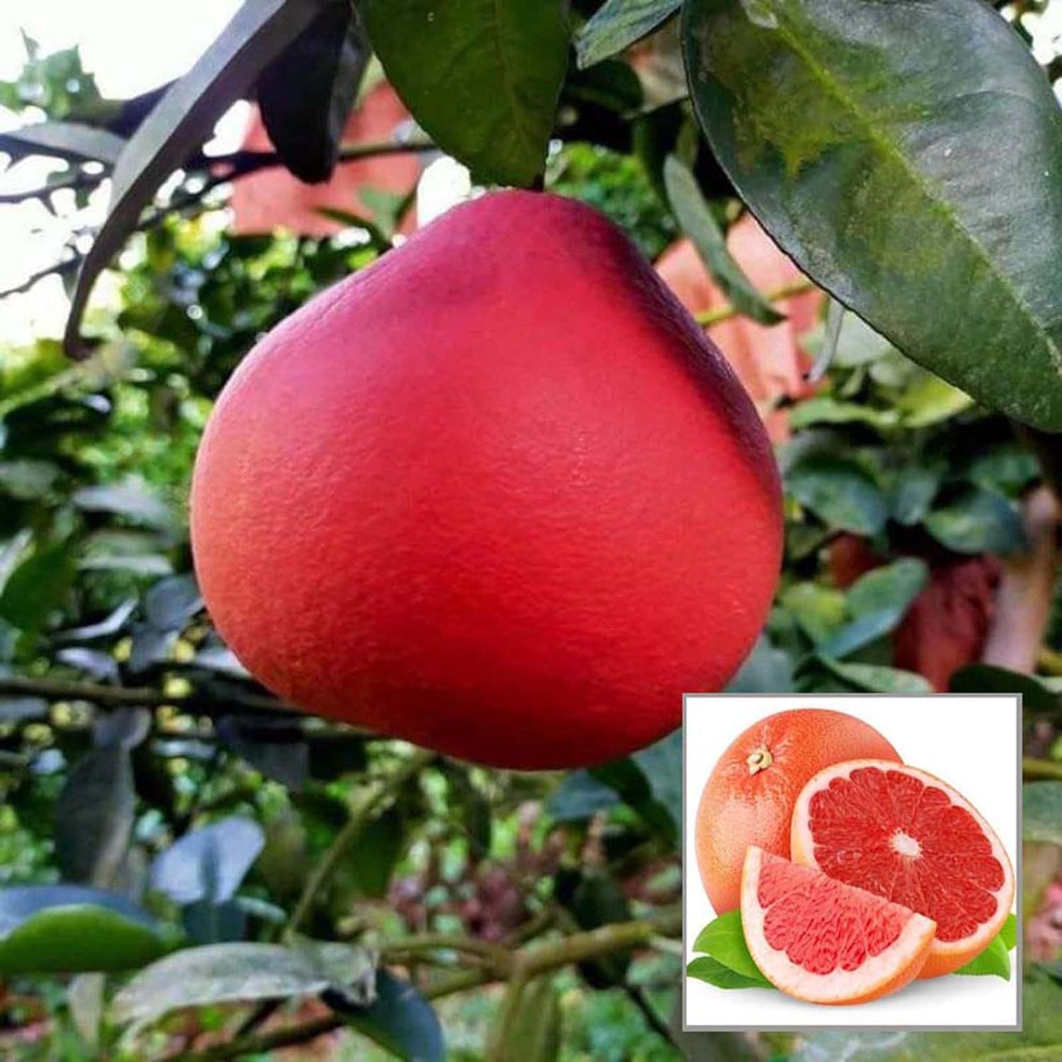 Red Pomelo Grapefruit Jambura Gaint Chakotra Batabi Lebu kambili Naranga Grafted Fruit Plant (1.5-3 Feet Height) - The Nursery Live