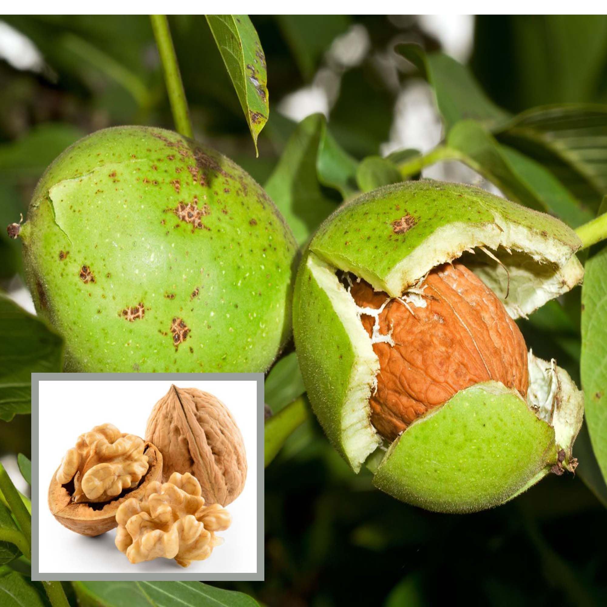 Walnuts Akhrot Grafted Fruit Plant (2-3 Feet Height) - The Nursery Live