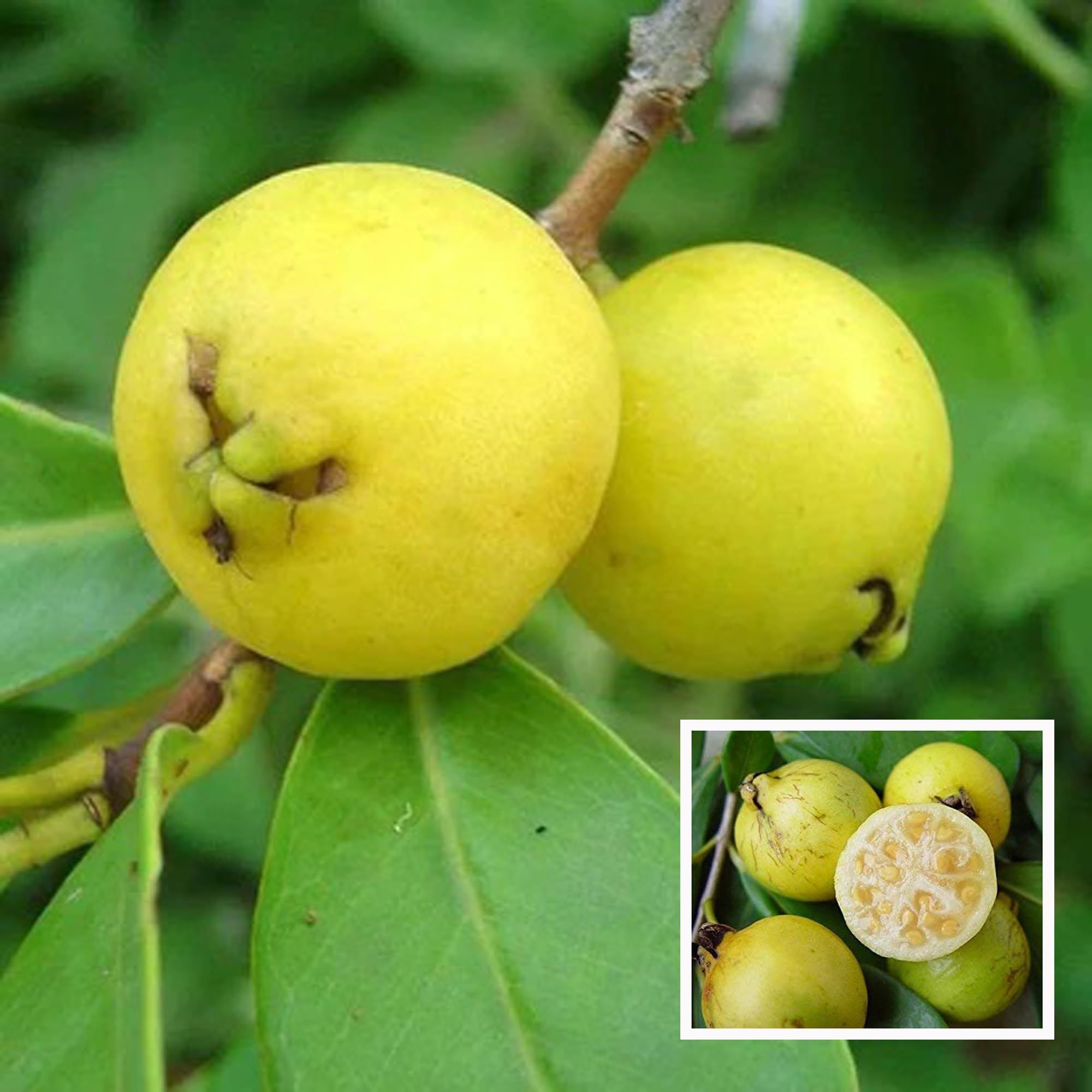 Yellow Strawberry Guava Amrood Layering/Grafted Fruit Plant (1.5-3 Feet Height) - The Nursery Live