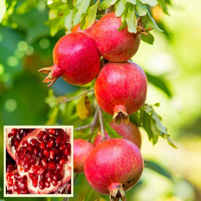 GM2 Pomegranate Anar Layering/Grafted Fruit Plant (1.5-3 Feet Height) - The Nursery Live