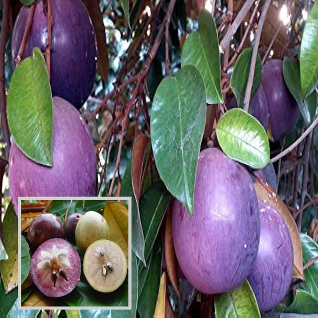 Star Apple Milk Fruit Plants (1.5-3 Feet Height) - The Nursery Live Star Apple Milk Fruit Plants (1.5-3 Feet Height) - The Nursery Live