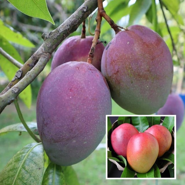 Tommy Atkins All Time Mango Aam Grafted Fruit Plant (1.5-3 Feet Height) - The Nursery Live