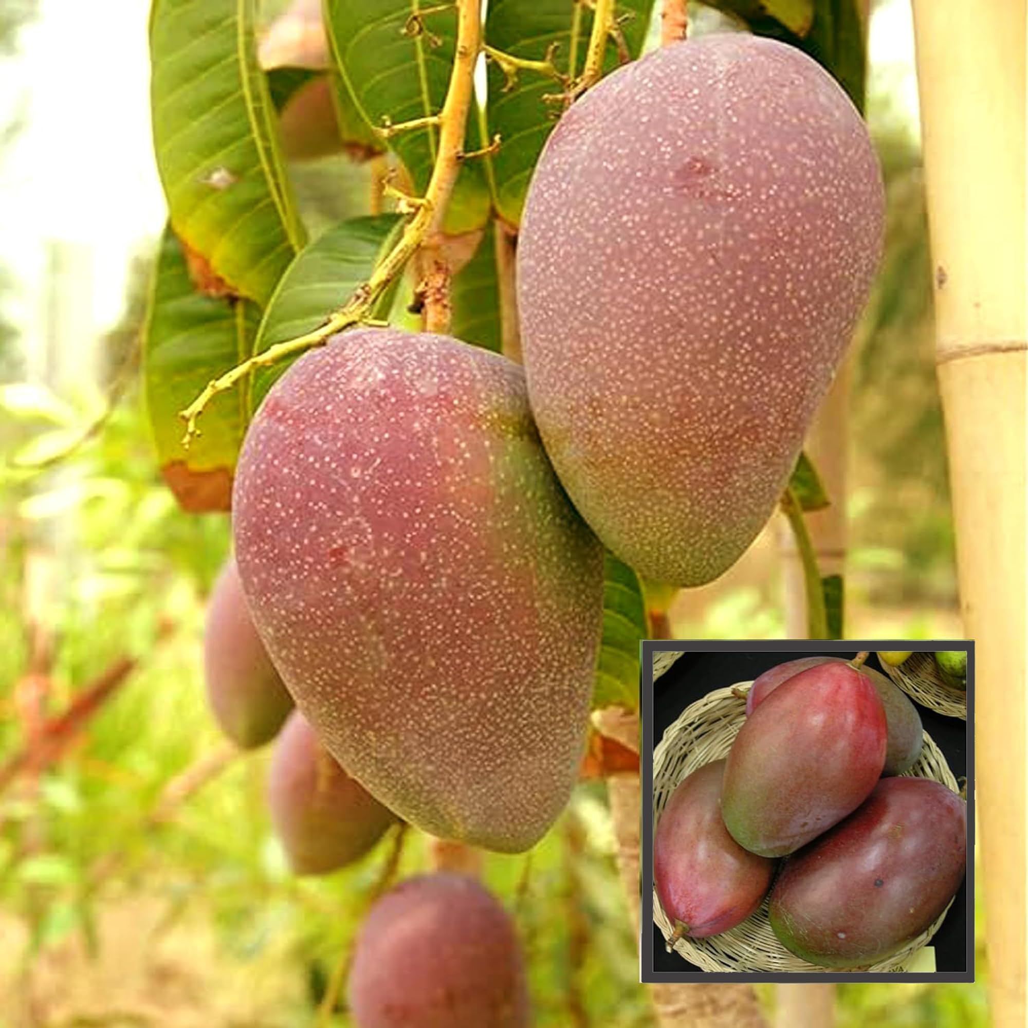 Osteen Mango Aam Grafted Fruit Plant (1.5-3 Feet Height) - The Nursery Live