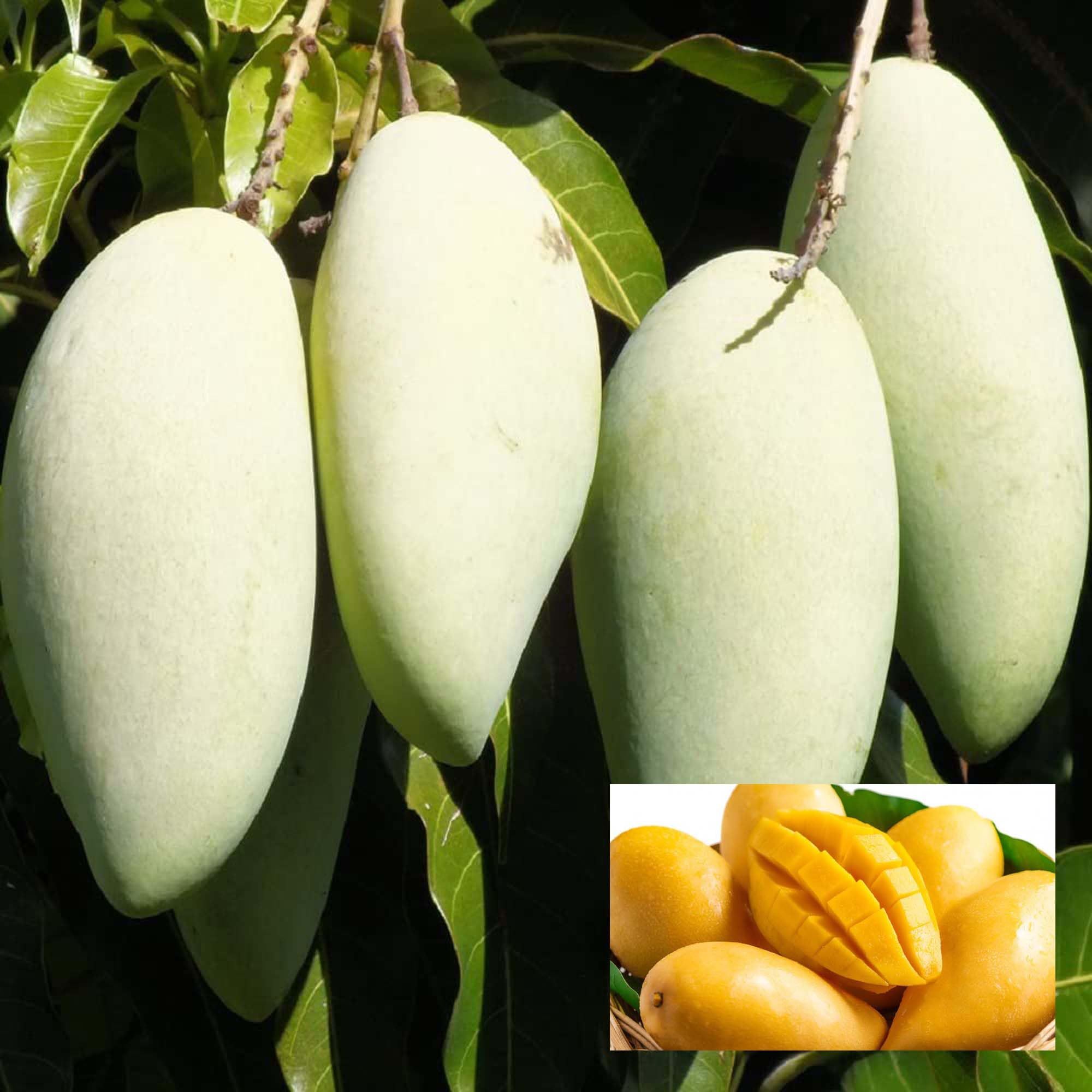 Honeydew Mango Aam Grafted Fruit Plant (1.5-3 Feet Height) - The Nursery Live