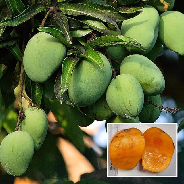 Kalapadi Mango Aam Grafted Fruit Plant (1.5-3 Feet Height) - The Nursery Live