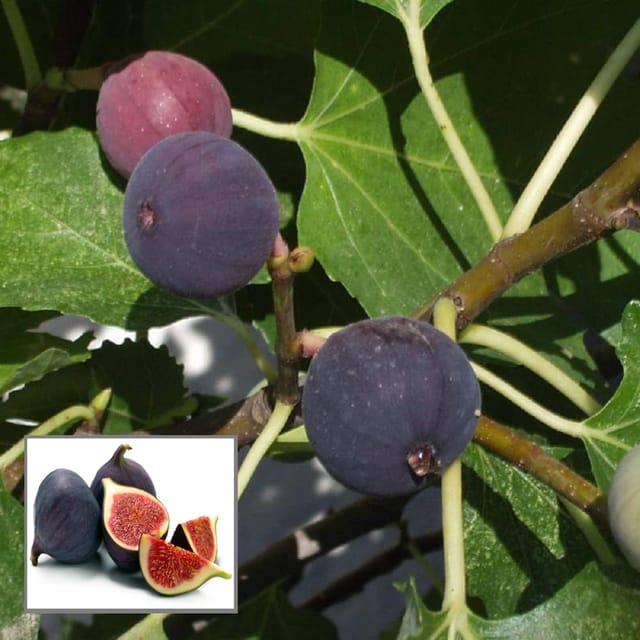 Black Mission Fig Anjeer Layering/Grafted Fruit Plant (1-2 Feet Height) - The Nursery Live